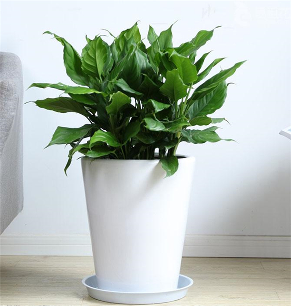 绿植展示_北京军歌花卉有限公司